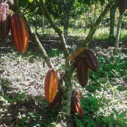 Arbol de cacao